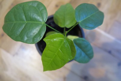 Brachychiton discolor - brachychiton - dvouletý semenáček